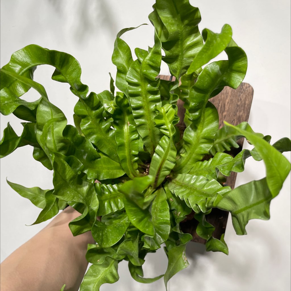 火焰鸟巢蕨方板 224