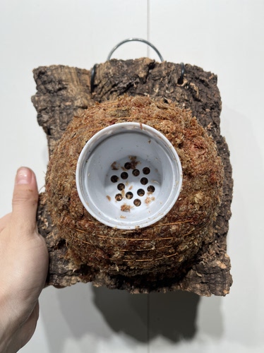 一物一拍软木板水苔球 板20*22厚4.5cm 水苔球14.5cm送绑绳B355