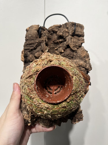 一物一拍软木板水苔球 板15*22厚度3cm 水苔球12.5cm送绑绳B656