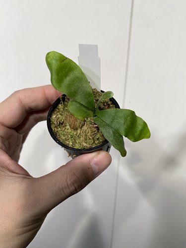 一物一拍 金诺恩鹿角蕨杯苗 L06