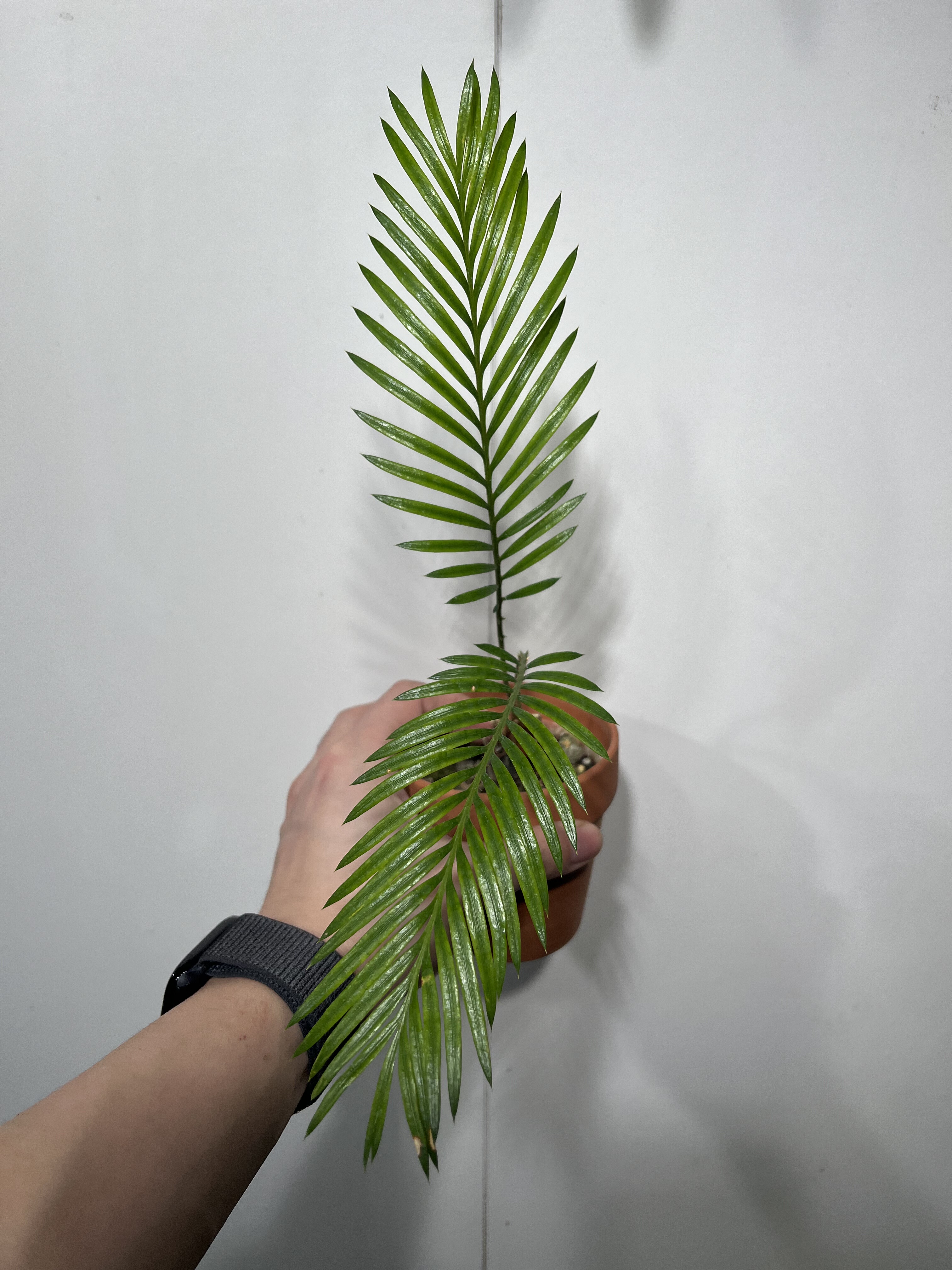 一物一拍 苏铁红陶盆 总高30cm  571