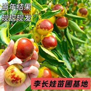 枣树活苗特大脆甜沾化冬枣树苗南方北方庭院老桩果树嫁接当年结果