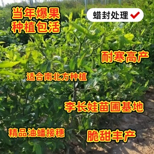 李长娃正宗油蟠脆枣接穗油蟠粹枣长艳三代冬枣嫁接枝条超大甜耐热