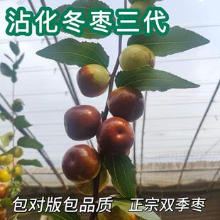 枣树活苗嫁接特大超甜冰糖三代冬枣南北方庭院盆地栽果树当年结果