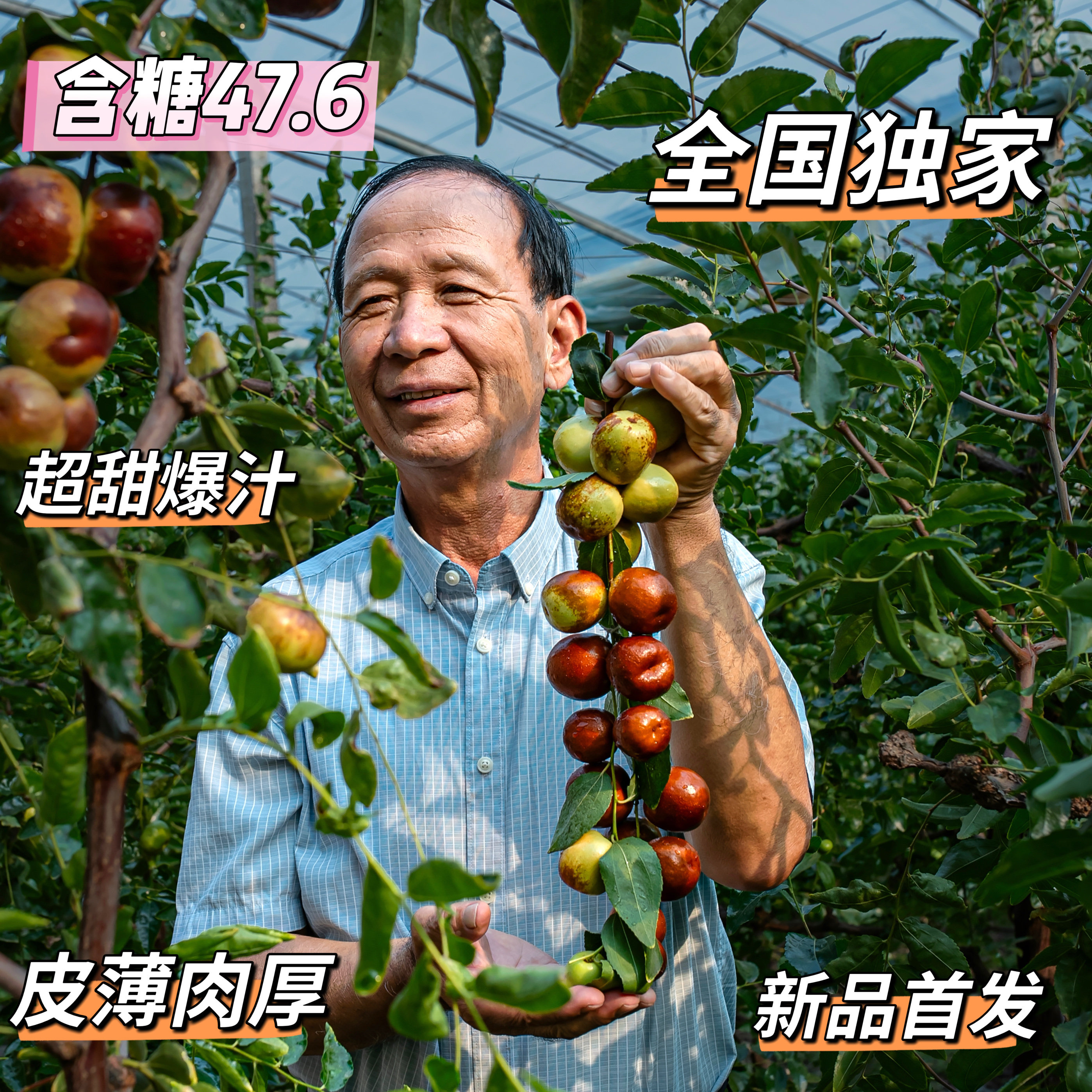 特级正宗山西三代冬枣冰糖枣子新鲜脆甜皮薄当季鲜枣现摘现发礼盒