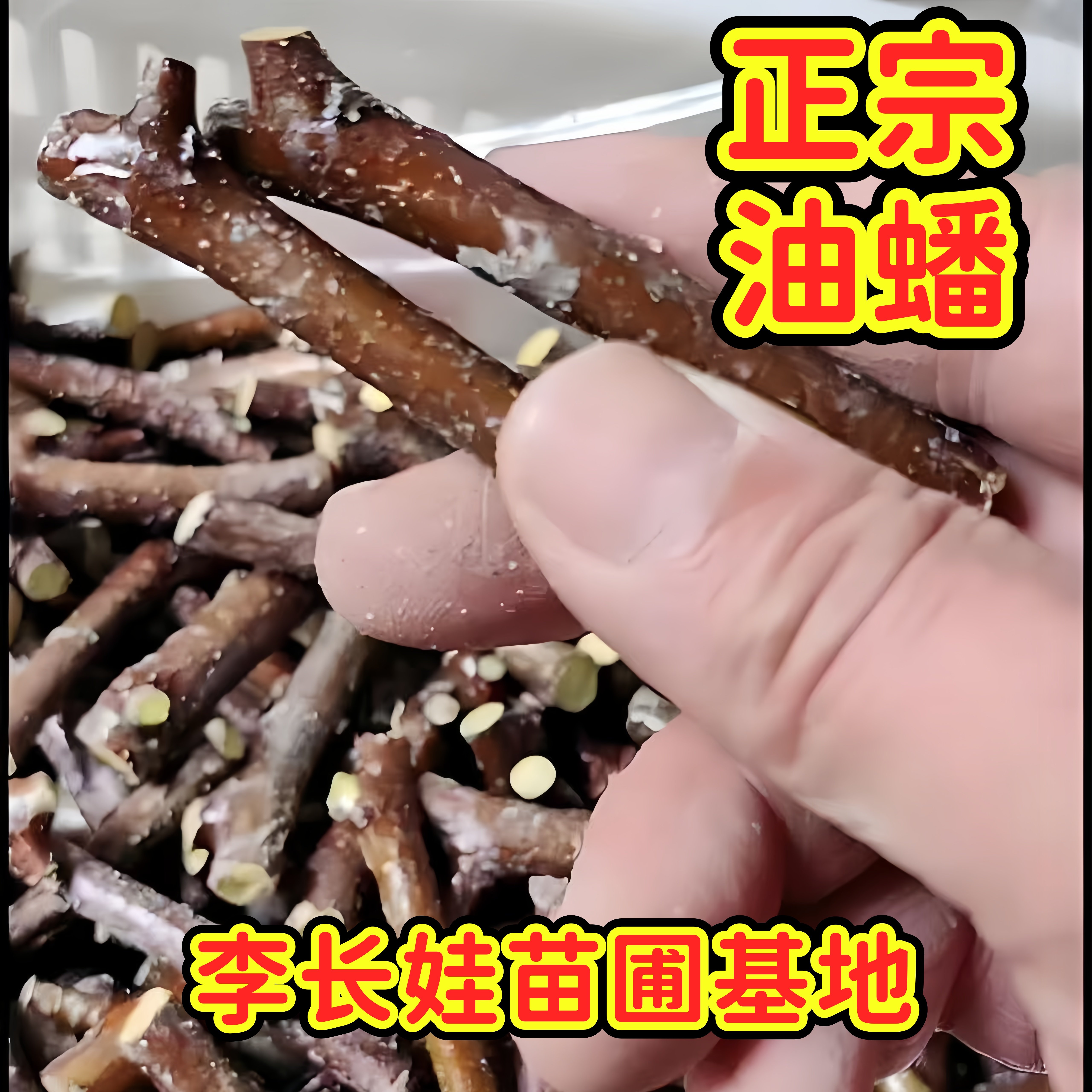 长艳油蟠脆枣三代冬枣嫁接接穗果树嫁接枝条枣树嫁接枝条特大脆甜