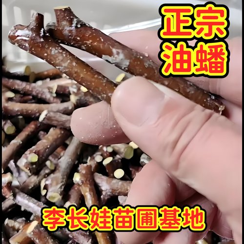 长艳油蟠脆枣三代冬枣嫁接接穗果树嫁接枝条枣树嫁接枝条特大脆甜