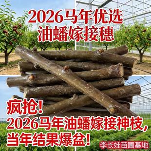 李长娃正宗油蟠枣树苗接穗嫁接枝条耐寒树苗南北方种植盆栽地载