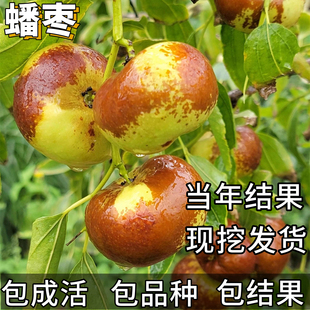 李长娃长艳二代蟠枣树果苗南北方耐寒冰糖特大活苗当年结果易种植