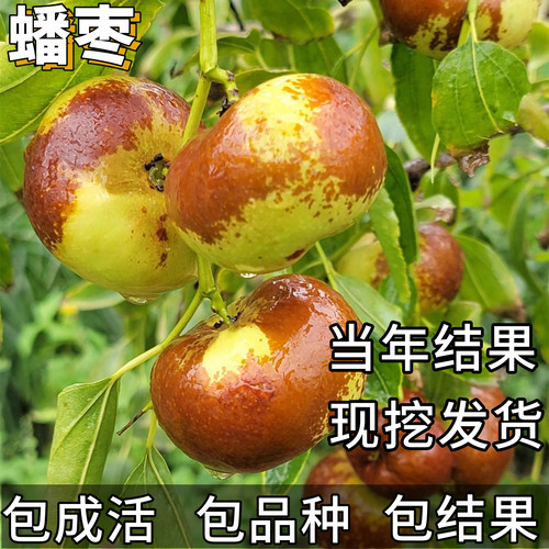 李长娃长代蟠枣树苗耐寒当年结果