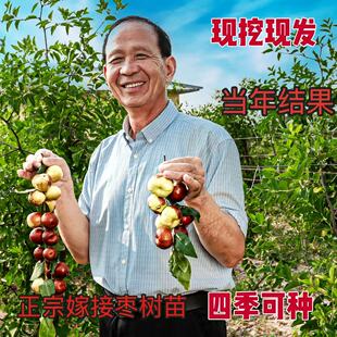 三代冬枣树苗嫁接冰糖沾化超甜南方北方盆栽地栽庭院种植当年结果