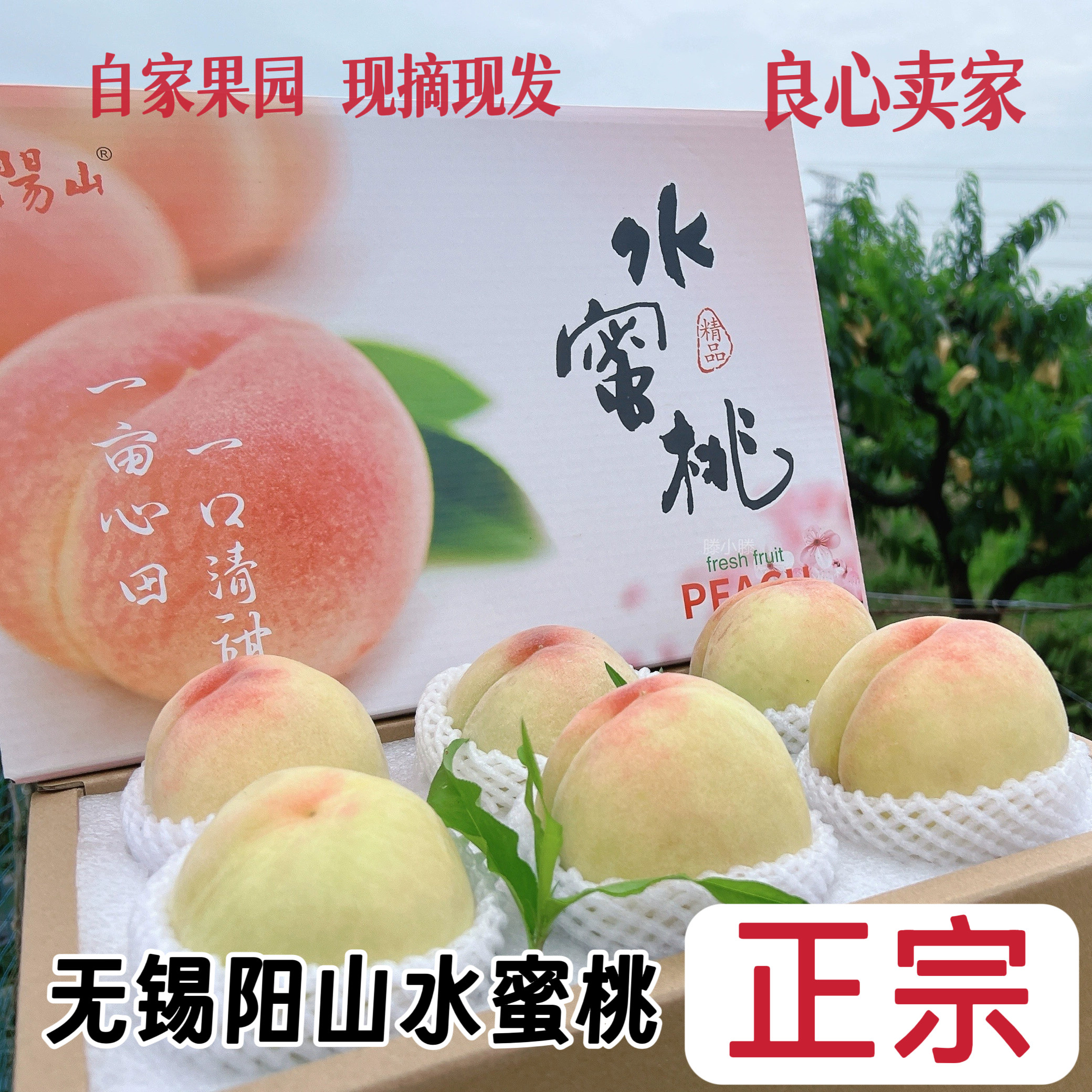 正宗无锡阳山水蜜桃现摘大桃