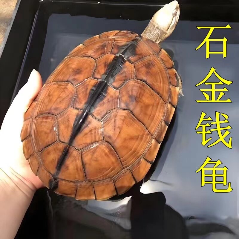纯正石金钱龟小乌龟活物纯正海南三线小青龟苗宠物龟黄金龟苗