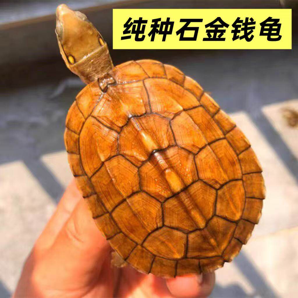 纯正石金钱龟宠物龟小青龟苗黄金龟苗纯正海南三线小乌龟活物