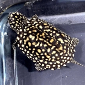 正宗斑点龟满天星龟黑池龟吃粪龟宠物龟活体星点龟深水龟 包邮