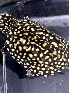 正宗斑点龟满天星龟黑池龟吃粪龟宠物龟活体星点龟深水龟包邮