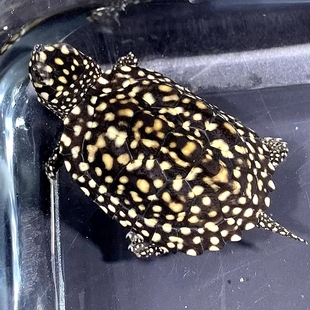 正宗斑点龟满天星龟黑池龟吃粪龟宠物龟活体星点龟深水龟包邮