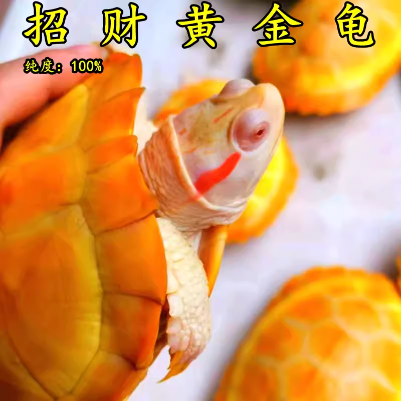 黄金龟金钱小乌龟稀有情侣宠物活物吃菜龟深水龟观赏龟活体龟