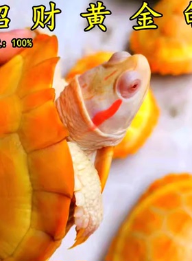 黄金龟金钱小乌龟稀有情侣宠物活物吃菜龟深水龟观赏龟活体龟