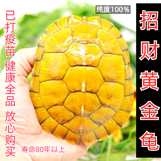 黄金龟宠物龟乌龟活物巴西龟活物情侣活体小乌龟龟苗观赏龟大乌龟