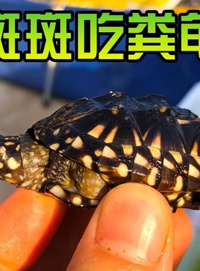 斑点龟苗黑池龟斑点苗满天星深水龟黄头侧颈水龟四大名龟大鱼缸龟