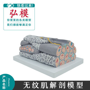 弘模无纹肌组织细胞微观平滑肌横纹肌纤维细胞人体解剖模型