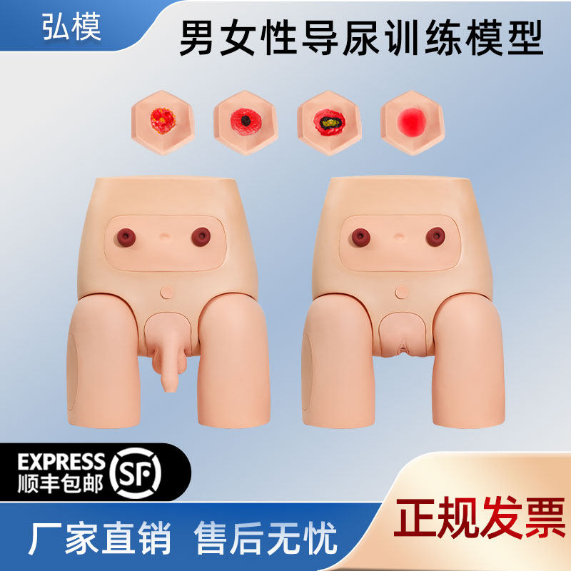 高级护理导尿训练模型男女互换生殖器支持插尿管灌肠结肠造瘘及臀