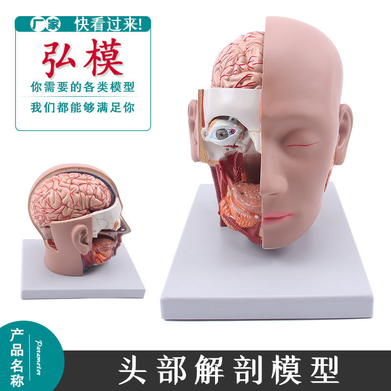 弘模头部大脑解剖模型 4部件人体解剖模型医院学校教学模具眼模型