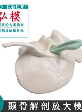 颞骨解剖放大模型弘模医学教育