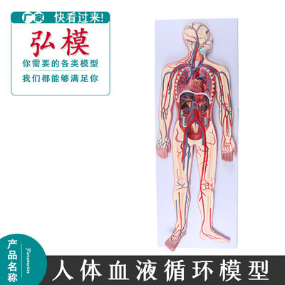 模型血液循环系统弘模介入心脏