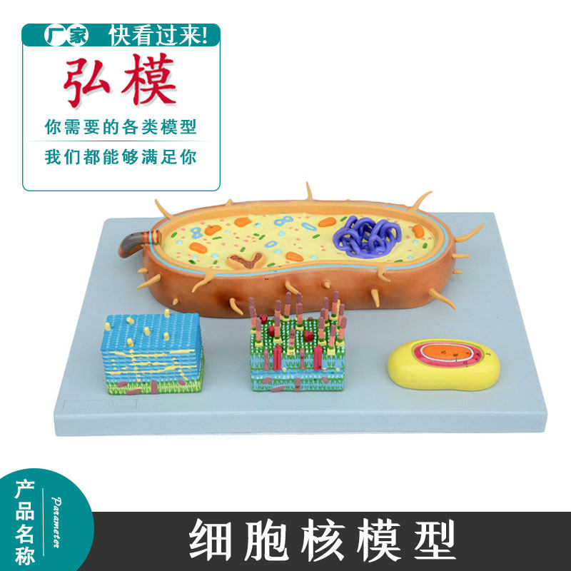 细菌模型染色体弘模鞭毛模型