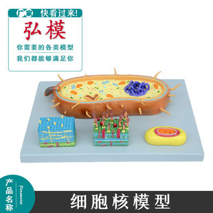 弘模细菌模型 细胞核模型 染色体模型 生物教学模型 鞭毛模型