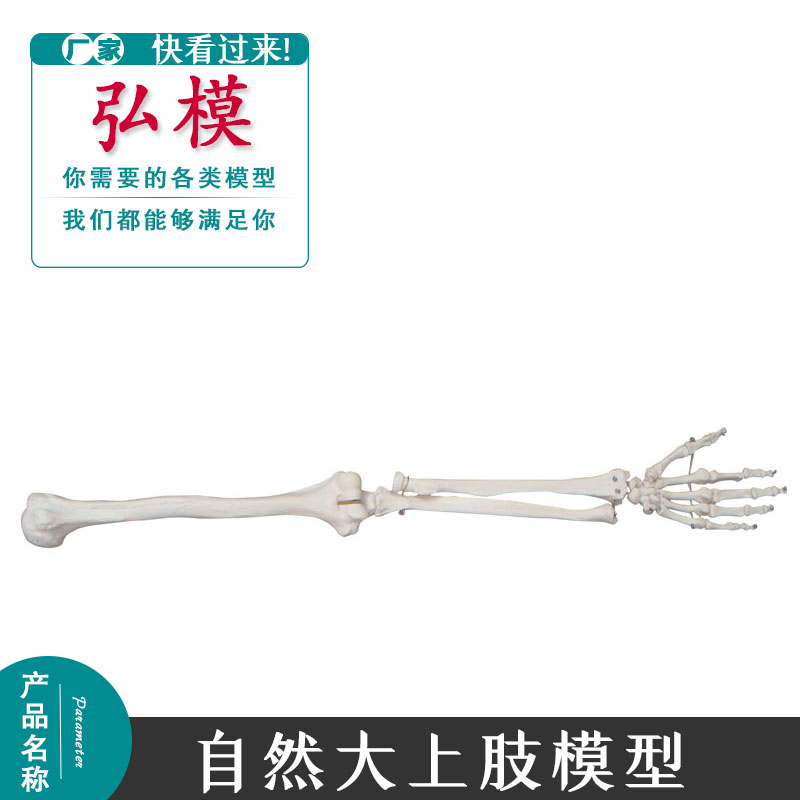 手臂肩胛骨锁骨弘模上肢骨上臂