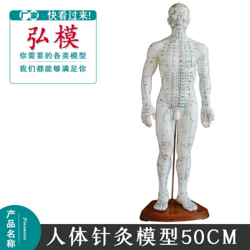50cm体针灸模型弘模中医学位