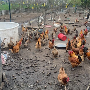 链接 直播间现称一元