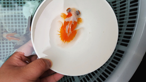 如皋胭脂红白蝶尾/蝶尾金鱼活体/冷水鱼淡水鱼观赏鱼锦鲤
