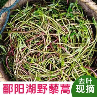 3斤红藜蒿去叶江西鄱阳湖藜蒿新鲜现摘野藜蒿泥蒿篱蒿现摘黎蒿1斤