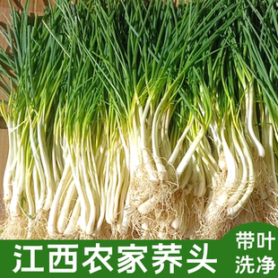 荞头新鲜藠头带叶现挖江西农家蕌头土特产叫头教头乔头时令蔬菜