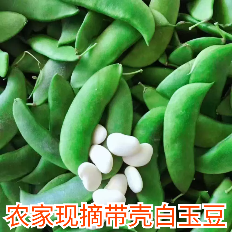 带壳白玉豆新鲜现摘 农家上饶上海特产洋扁豆白扁豆夹应季蔬菜