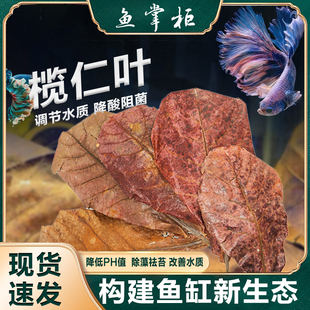 榄仁叶鱼缸懒人降ph值降低水族降酸调节剂乌龟酸斗鱼叶调节橄榄叶