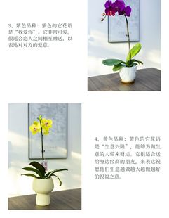 销雪玉蝴蝶兰绿植盆栽带花带花苞客厅办公室室内花卉植物四季 好厂