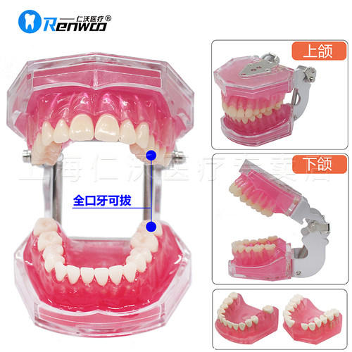 口腔模型牙科模型医患沟通