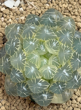湖水玉露锦糊斑母本6.5㎝ 十二卷透窗圆头玉露植物