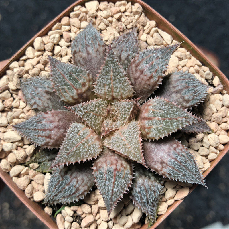 白银城花蟹寿彩虹蟹 十二卷多肉植物一物一拍艾上多肉 满48包邮