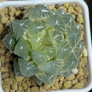 大窗白赤线玉露锦糊斑5.6㎝ 十二卷多肉玉露透窗植物好养一物一拍