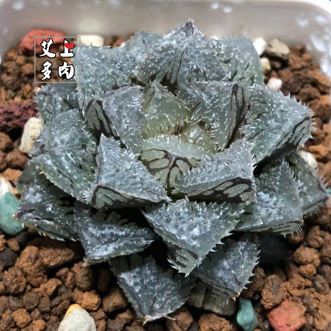 艾上多肉魔刺玉露寿背十二卷