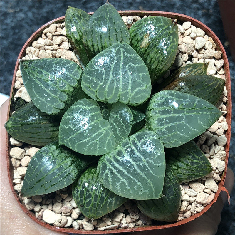 艾上多肉 水晶康平101寿亮窗十二卷玉露多肉植物一物一拍满48包邮