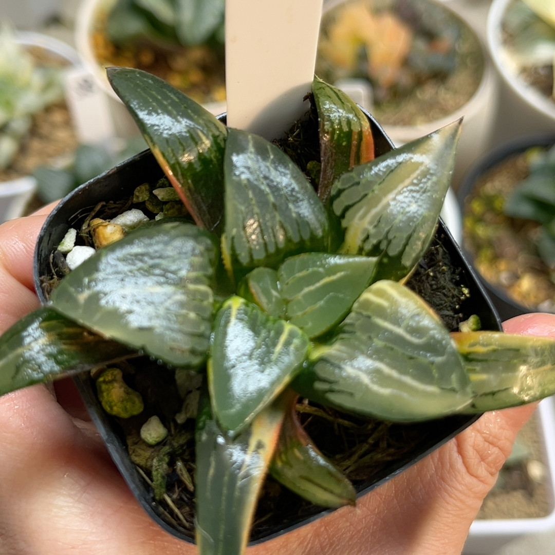 61冰河寿锦极上斑,鲜花速递/花卉仿真/绿植园艺,多肉植物,淘宝优惠券,粉丝福利购,淘宝优惠卷