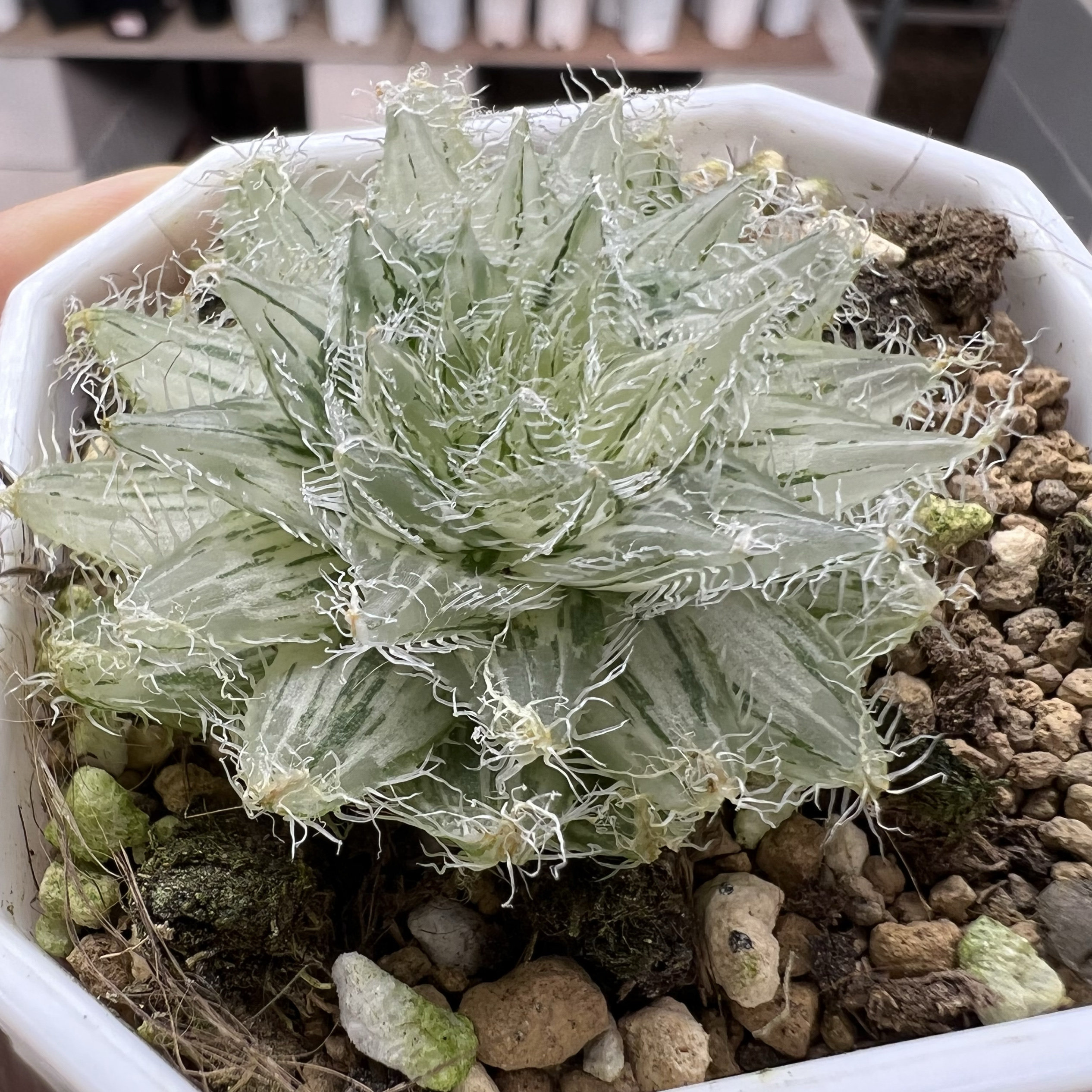 原始钢丝球锦 十二卷玉露塞米维亚多肉植物一物一拍