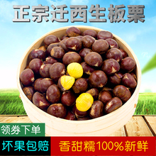河北特产迁西板栗生新鲜栗子甘栗油栗大小野生毛栗子5斤装燕山粟